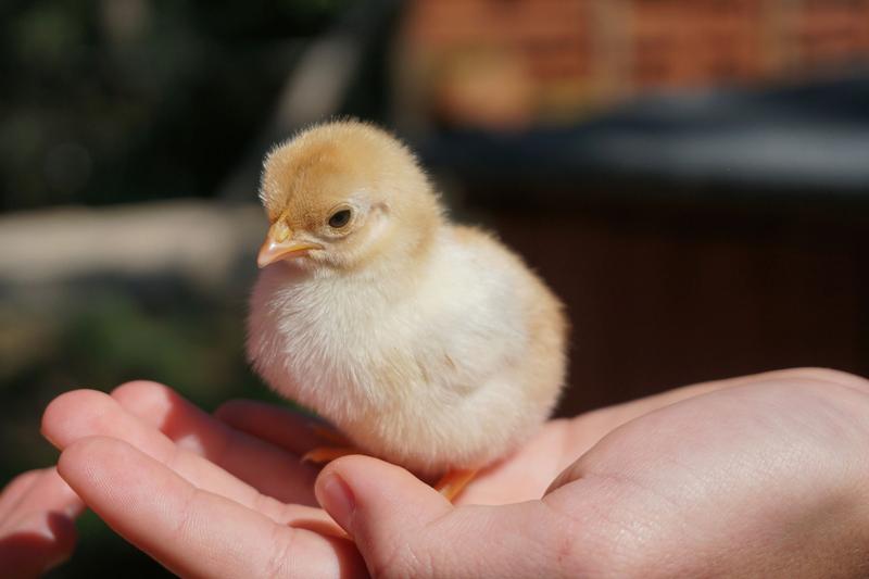 Baby chick being held in a hand