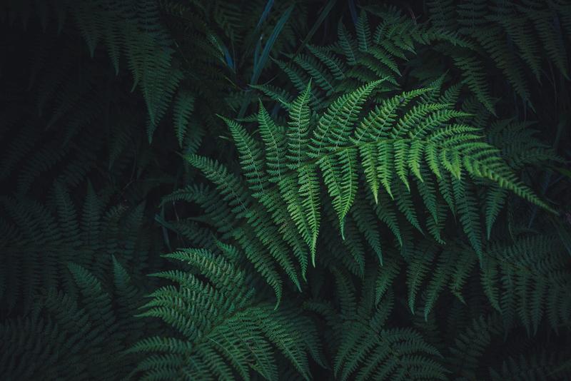 wallpaper